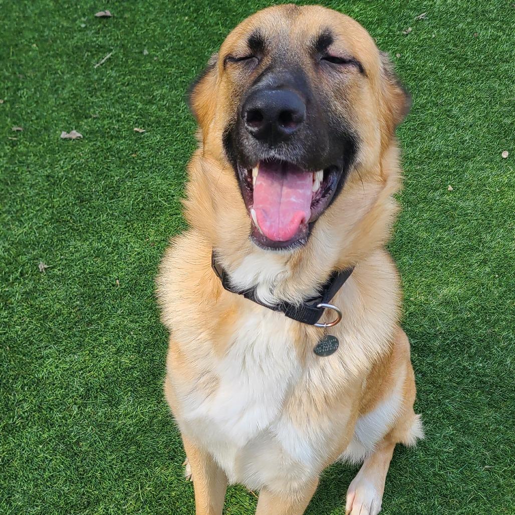 Enlarge Penne Pasta, a Adoptable Shepherd in Oak Park, IL image 4/6