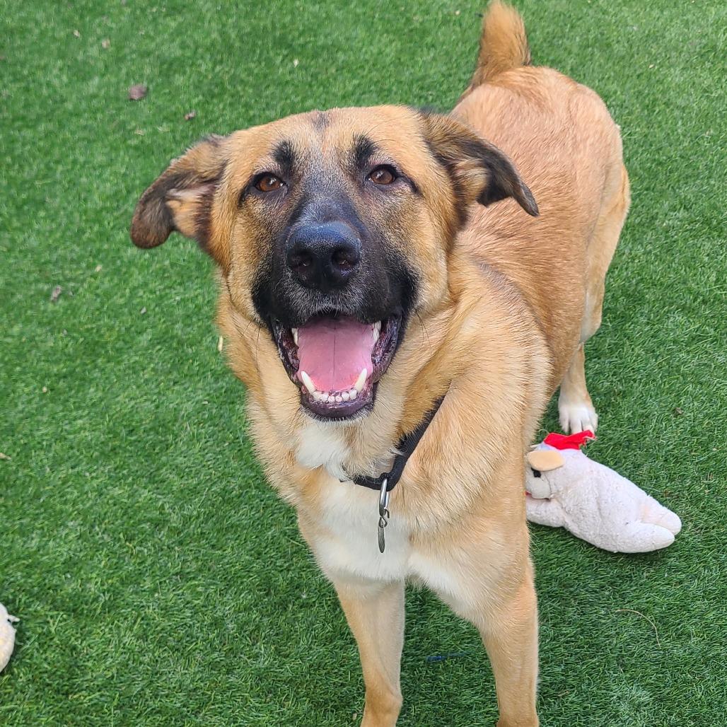 Enlarge Penne Pasta, a Adoptable Shepherd in Oak Park, IL image 5/6