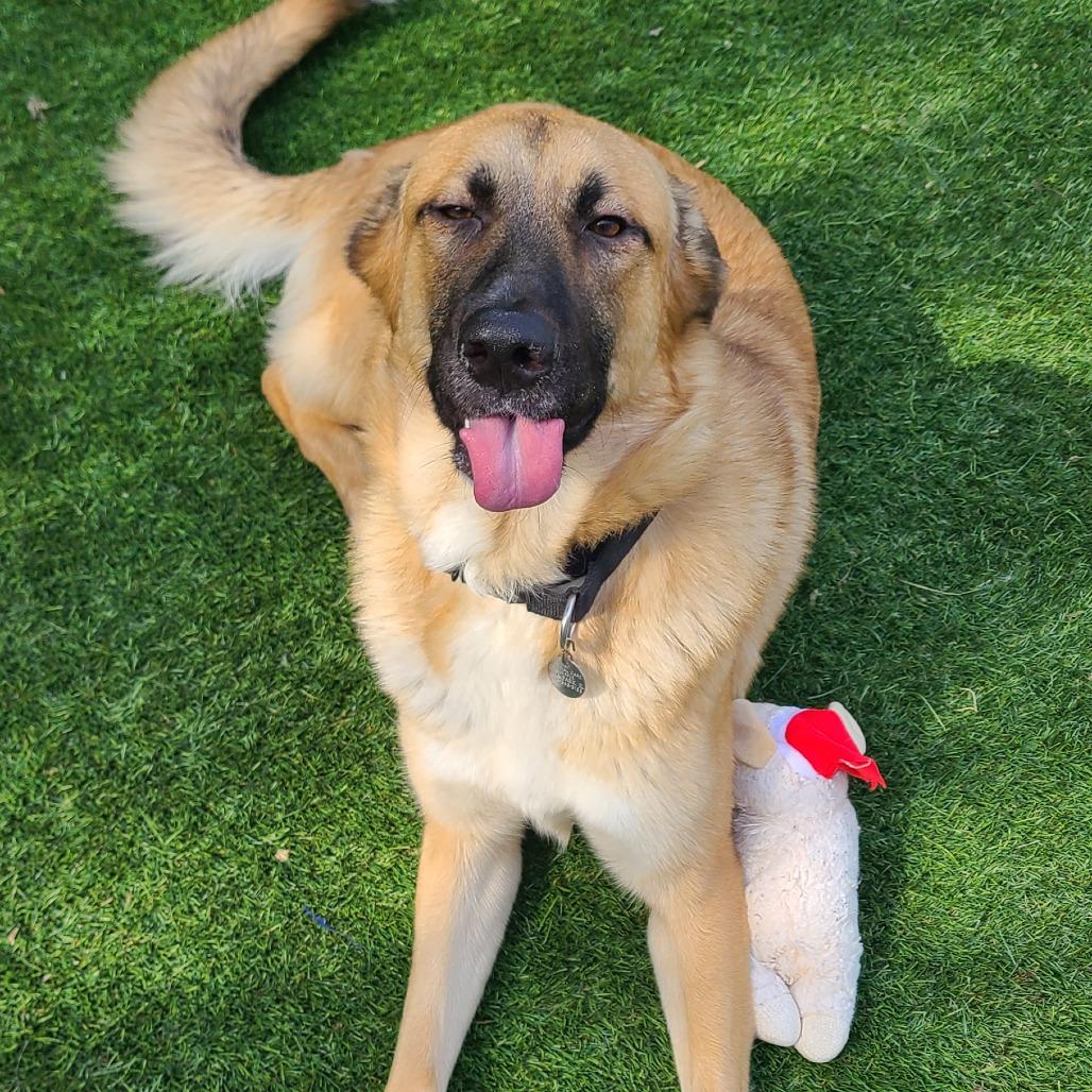 Enlarge Penne Pasta, a Adoptable Shepherd in Oak Park, IL image 6/6
