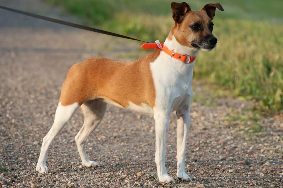 Emma, an adopted Jack Russell Terrier in Massena, NY image 2/2