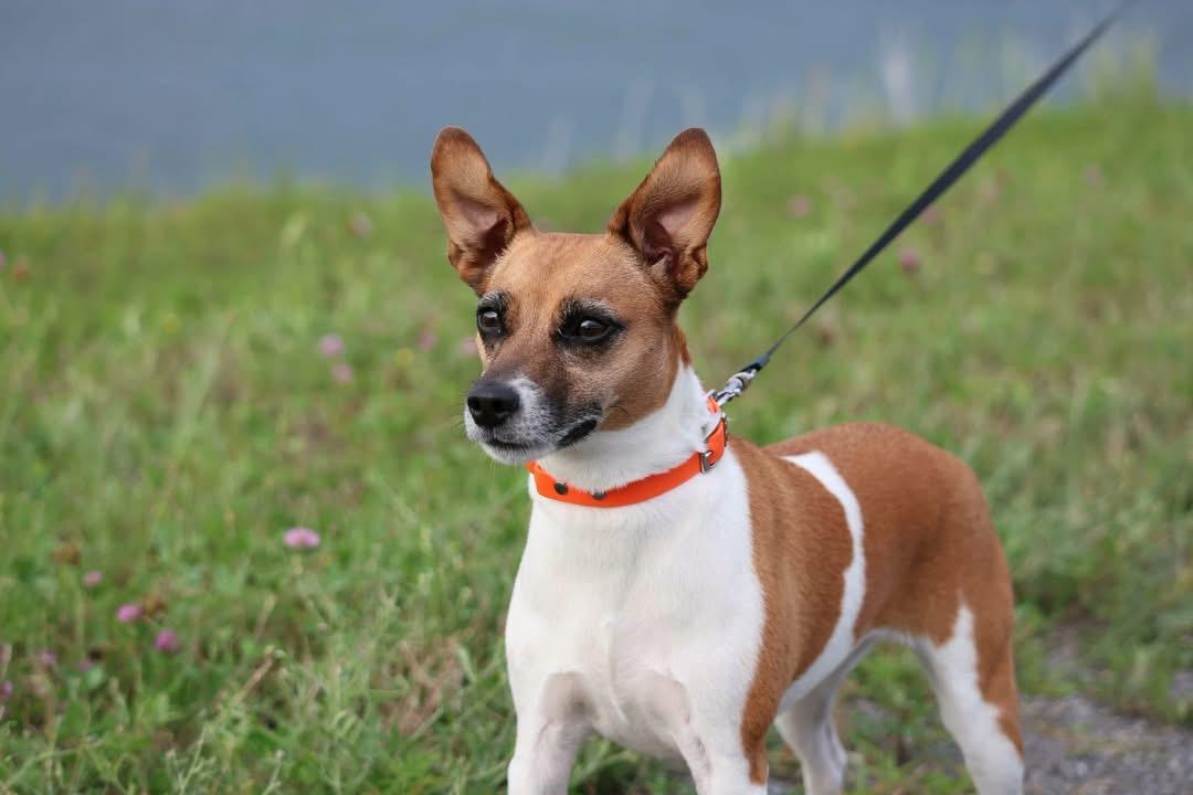Emma, an adopted Jack Russell Terrier in Massena, NY image 1/2
