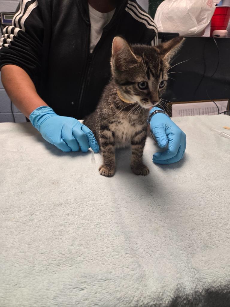 Zippo, Adoptable, Kitten Male Domestic Short Hair.