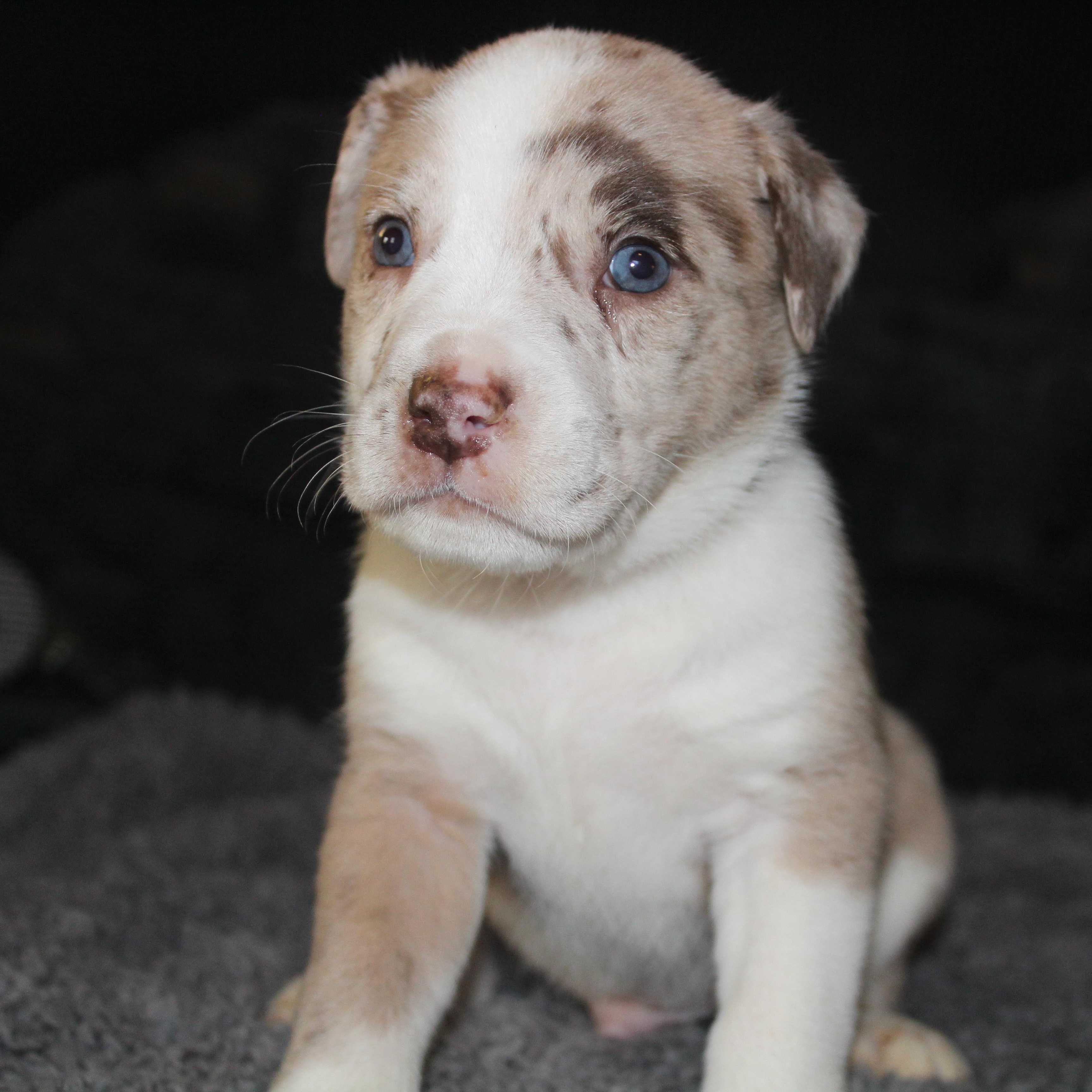 Enlarge Rolo, a ADOPTABLE mixed breed in Salem, WI image 1/2