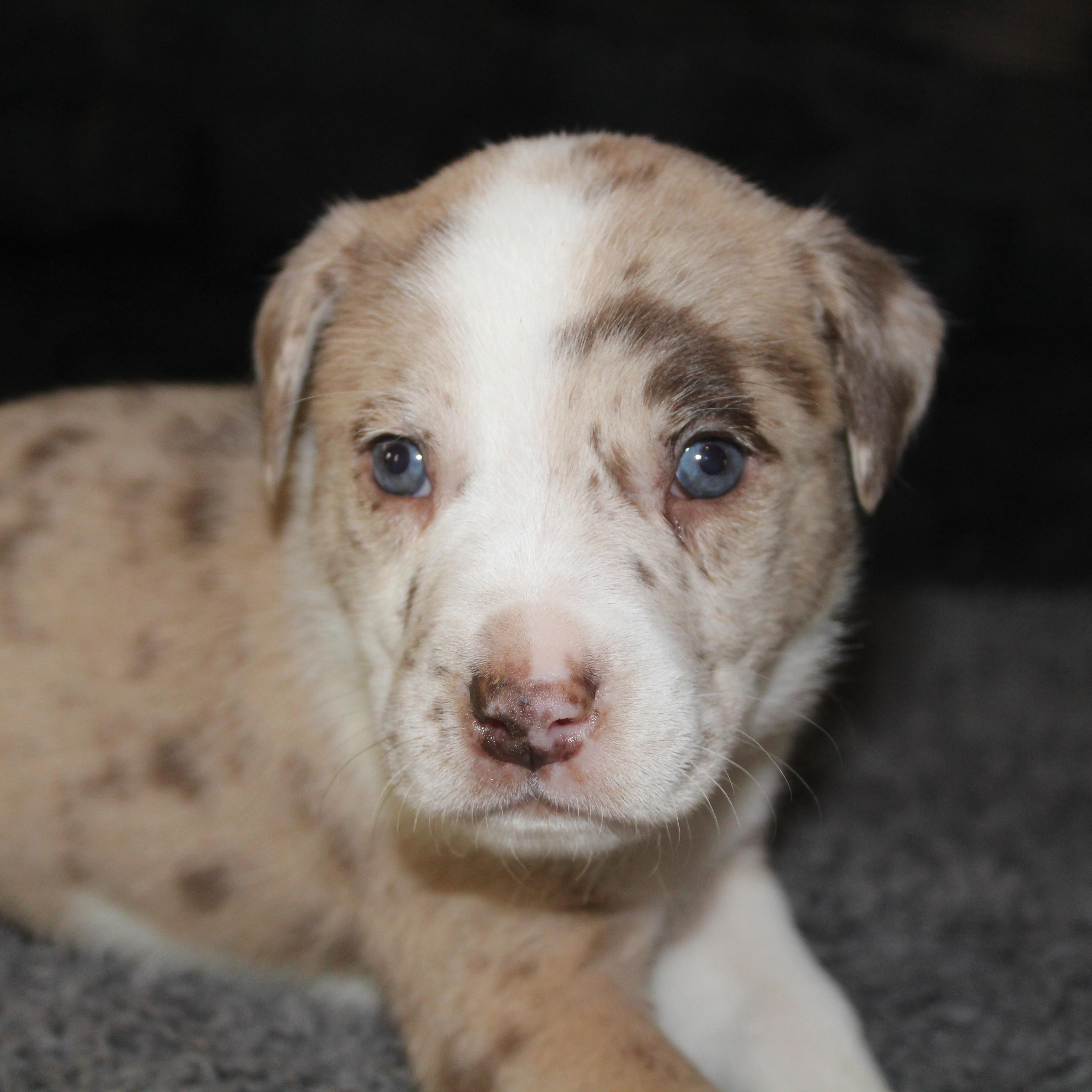 Enlarge Rolo, a ADOPTABLE mixed breed in Salem, WI image 2/2
