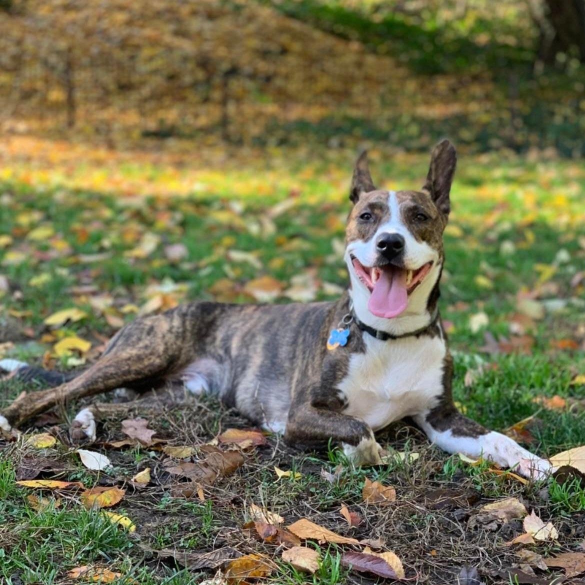 Enlarge Clark, a Adoptable mixed breed in Stamford, CT image 3/6
