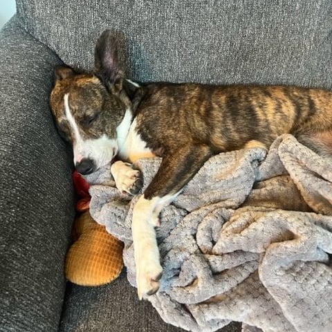 Enlarge Clark, a Adoptable mixed breed in Stamford, CT image 5/6