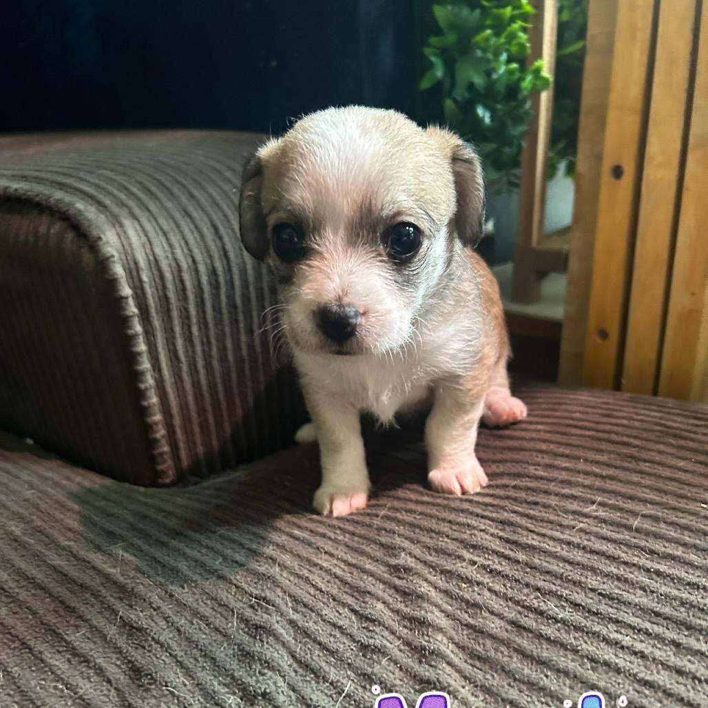 Maple, Adoptable, Puppy Female Chihuahua & Mixed Breed.