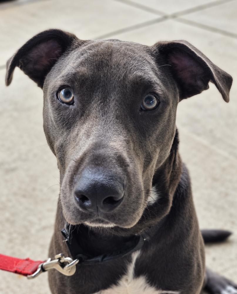 Hopper (2026), Adoptable, Young Male Pit Bull Terrier & Mixed Breed.