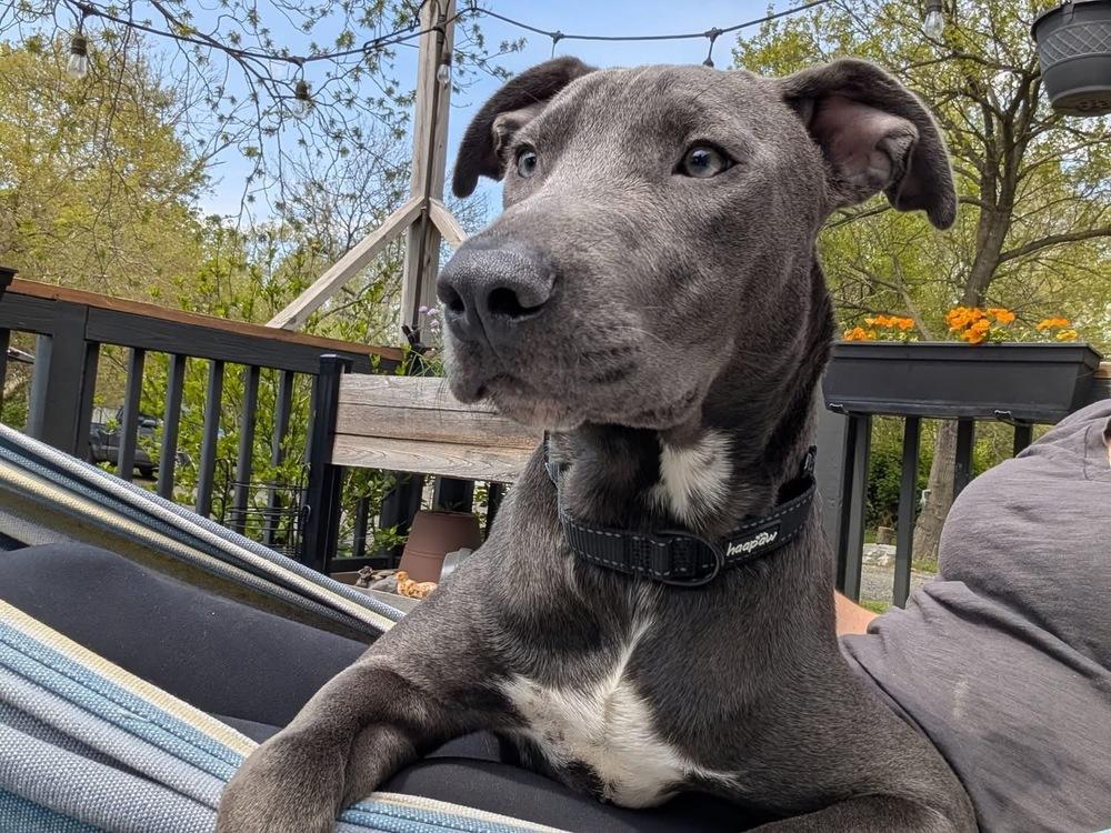Enlarge Hopper   (2026), a Adoptable mixed breed in Wenonah, NJ image 1/2