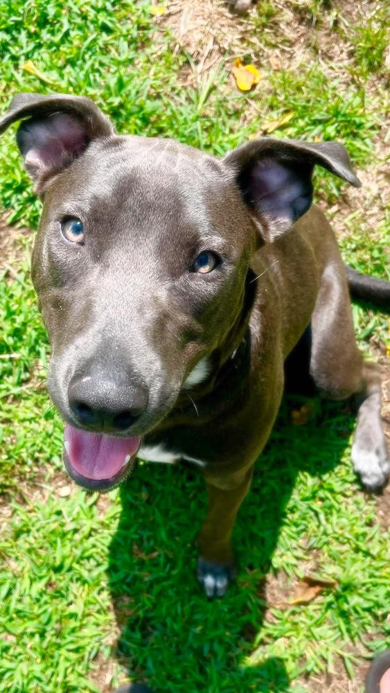 Hopper (2026), a Adoptable mixed breed in Wenonah, NJ image 3/5