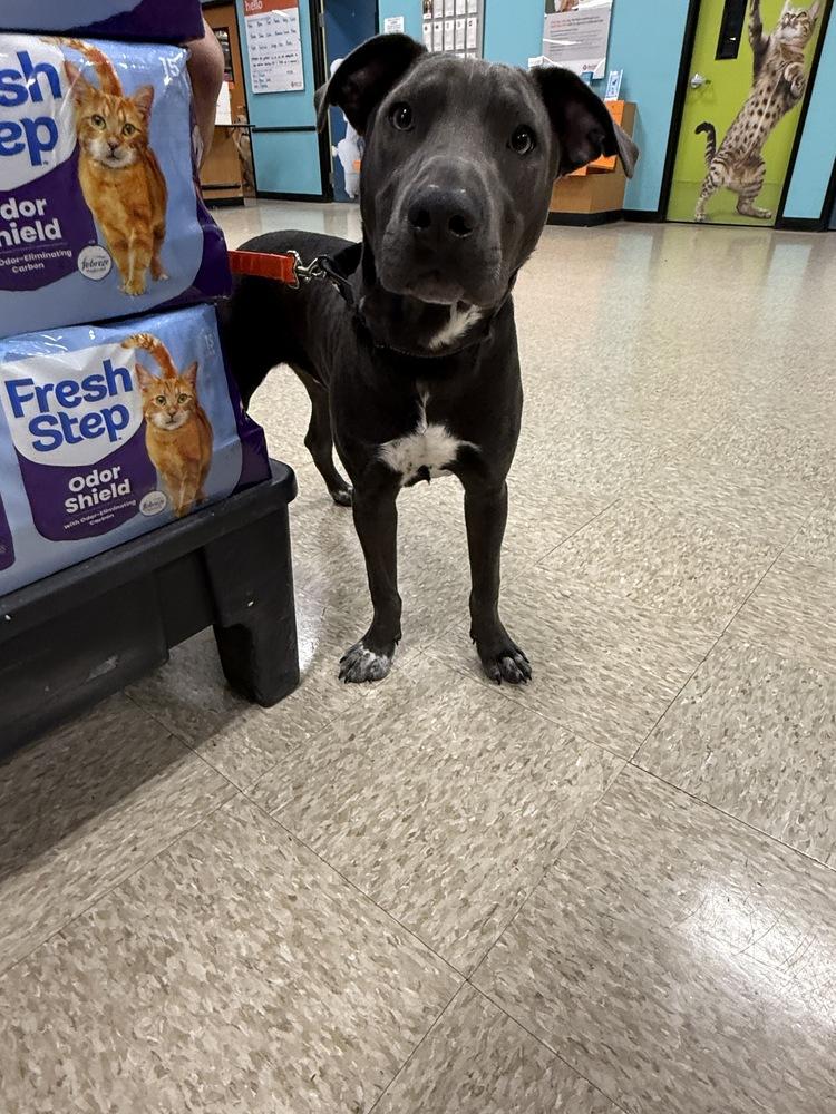 Hopper (2026), Adoptable, Young Male Pit Bull Terrier & Mixed Breed.