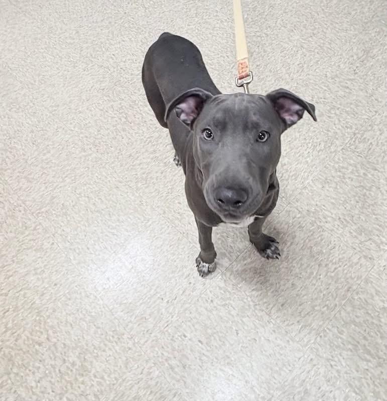 Enlarge Hopper   (2026), a Adoptable mixed breed in Wenonah, NJ image 2/2