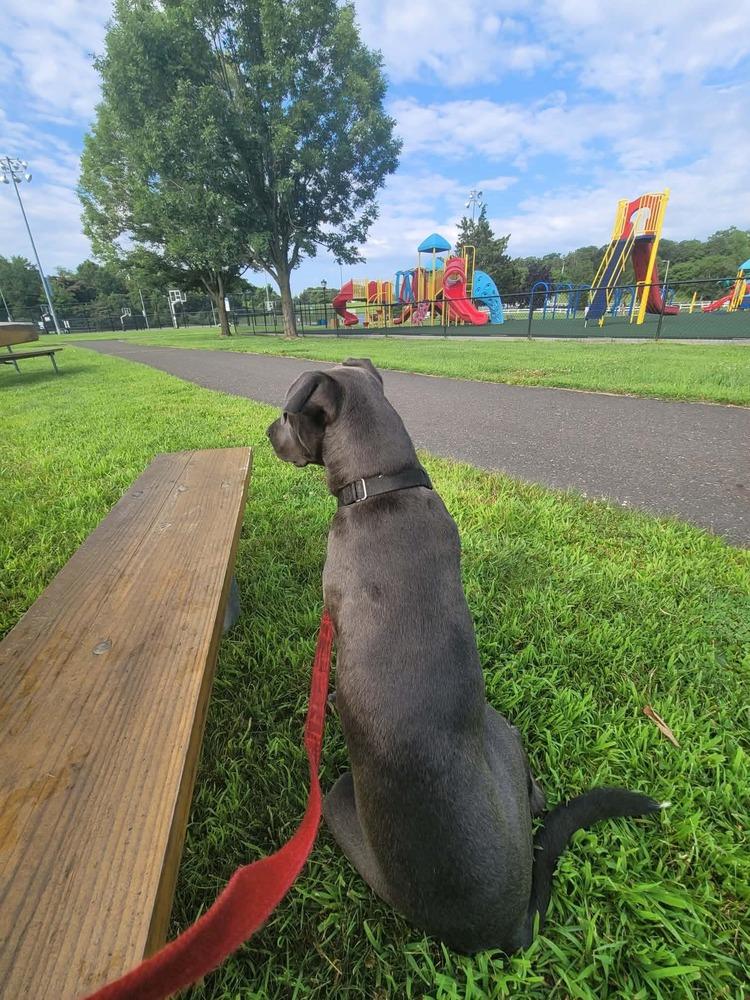 Hopper (2026), a Adoptable mixed breed in Wenonah, NJ image 4/5