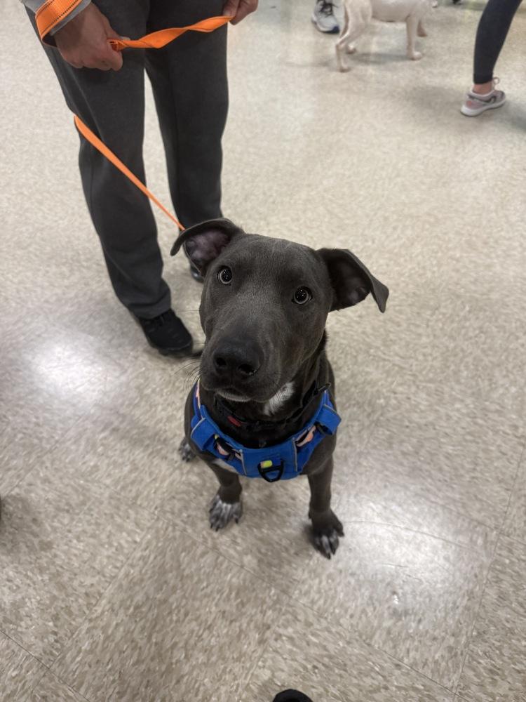 Enlarge Hopper   (2026), a Adoptable mixed breed in Wenonah, NJ image 4/4