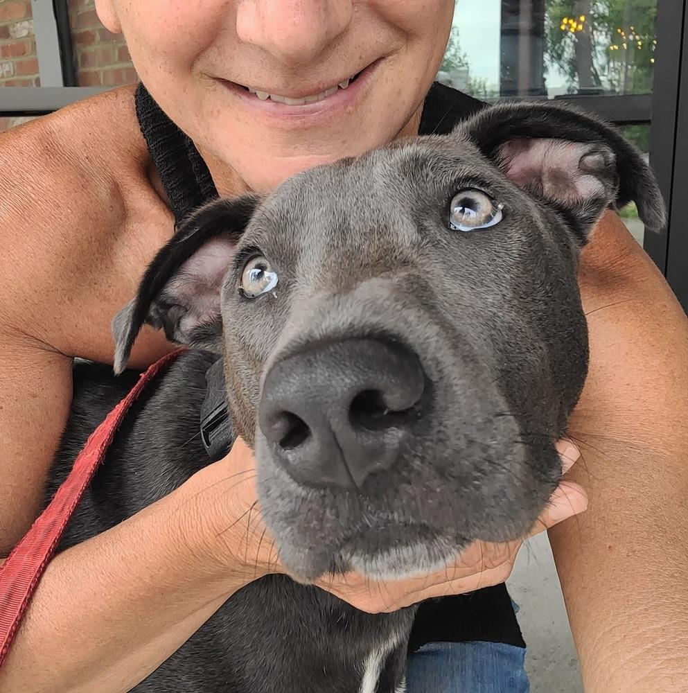 Hopper (2026), a Adoptable mixed breed in Wenonah, NJ image 5/5