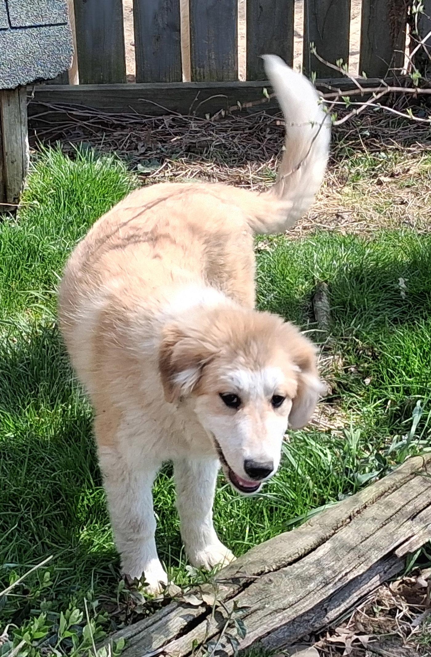 Sierra, Adopted, Puppy Female Great Pyrenees & Australian Shepherd.