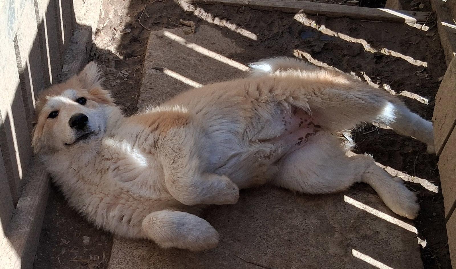 Enlarge Sierra, a Adopted mixed breed in Mcconnelsville, OH image 2/3