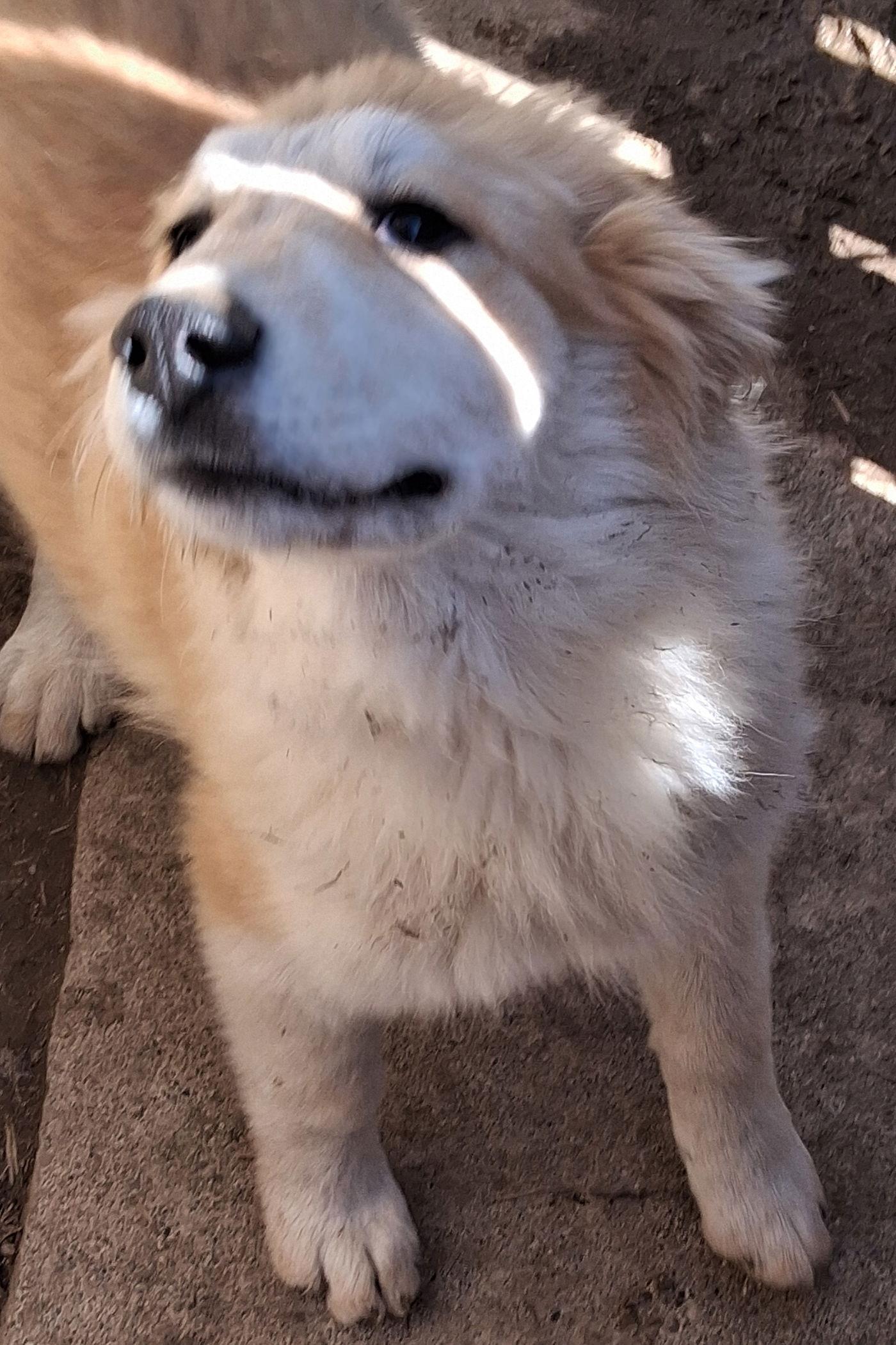 Enlarge Sierra, a Adopted mixed breed in Mcconnelsville, OH image 3/3