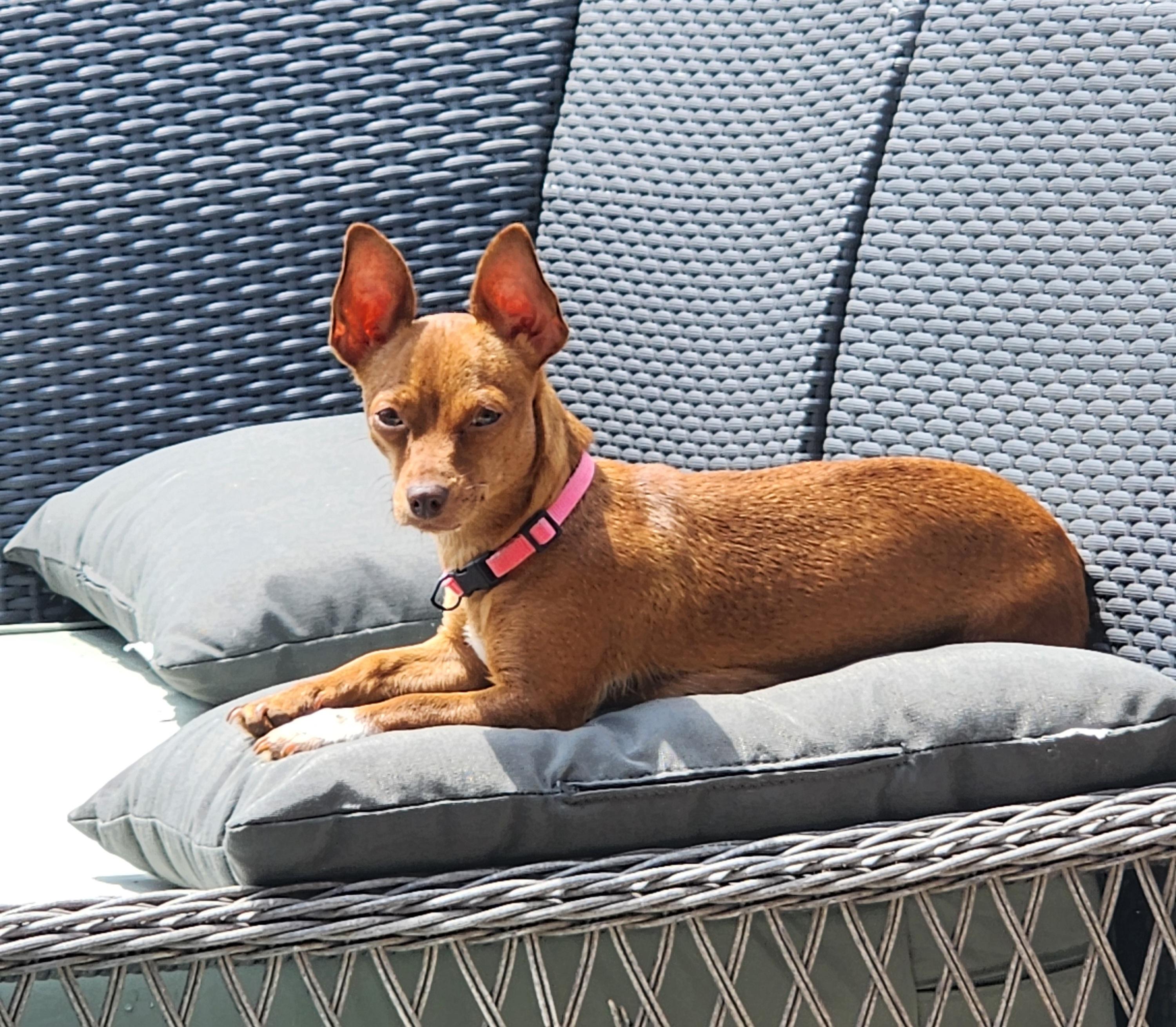 Reeses, Adoptable, Adult Female Chihuahua.