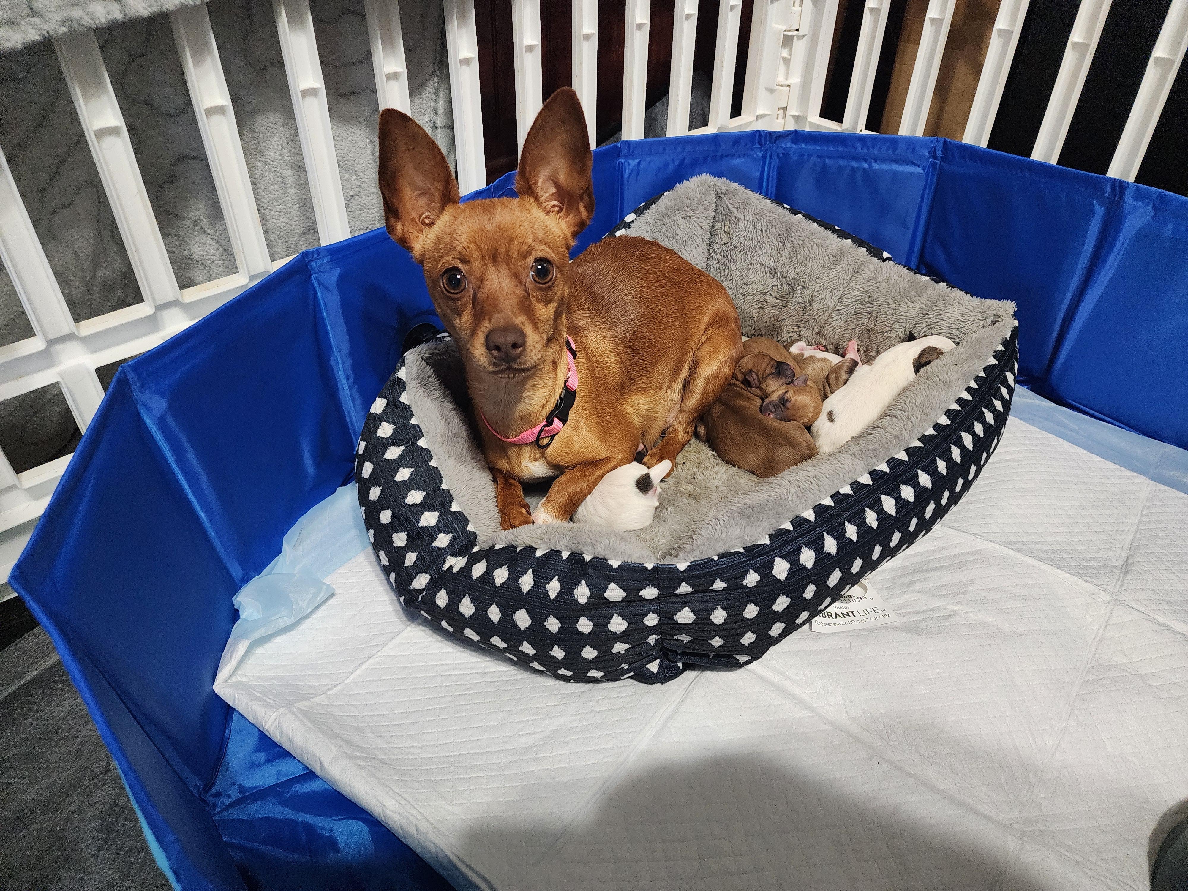 Reeses, a Adoptable Chihuahua in Houston, TX image 2/2