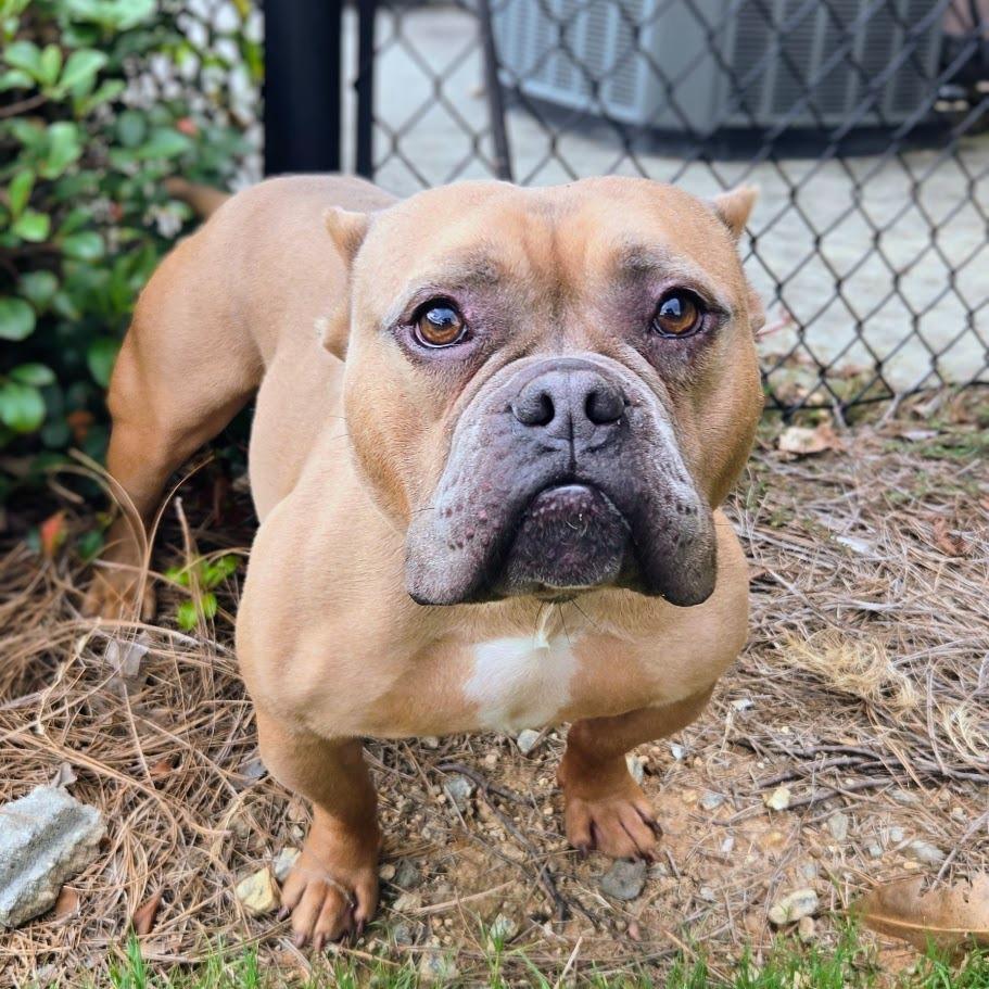 Bullfrog, Adoptable, Young Male Pit Bull Terrier.