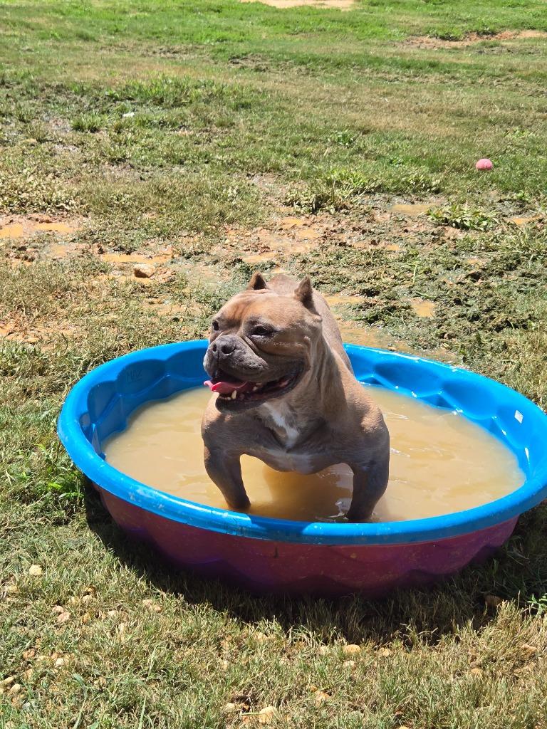 Enlarge Bullfrog, a Adoptable Pit Bull Terrier in Douglasville, GA image 2/6