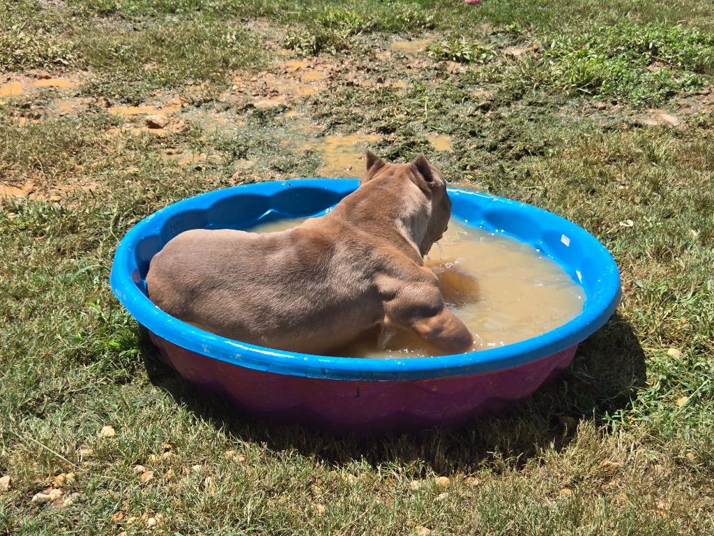 Enlarge Bullfrog, a Adoptable Pit Bull Terrier in Douglasville, GA image 3/6