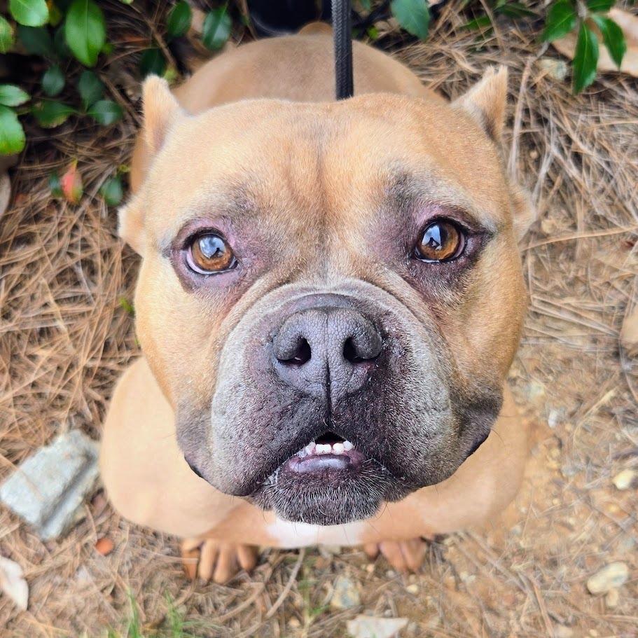 Enlarge Bullfrog, a Adoptable Pit Bull Terrier in Douglasville, GA image 4/6