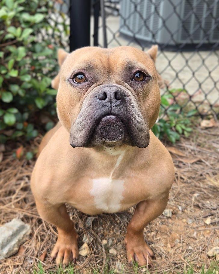 Enlarge Bullfrog, a Adoptable Pit Bull Terrier in Douglasville, GA image 5/6