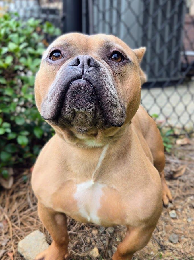 Enlarge Bullfrog, a Adoptable Pit Bull Terrier in Douglasville, GA image 6/6