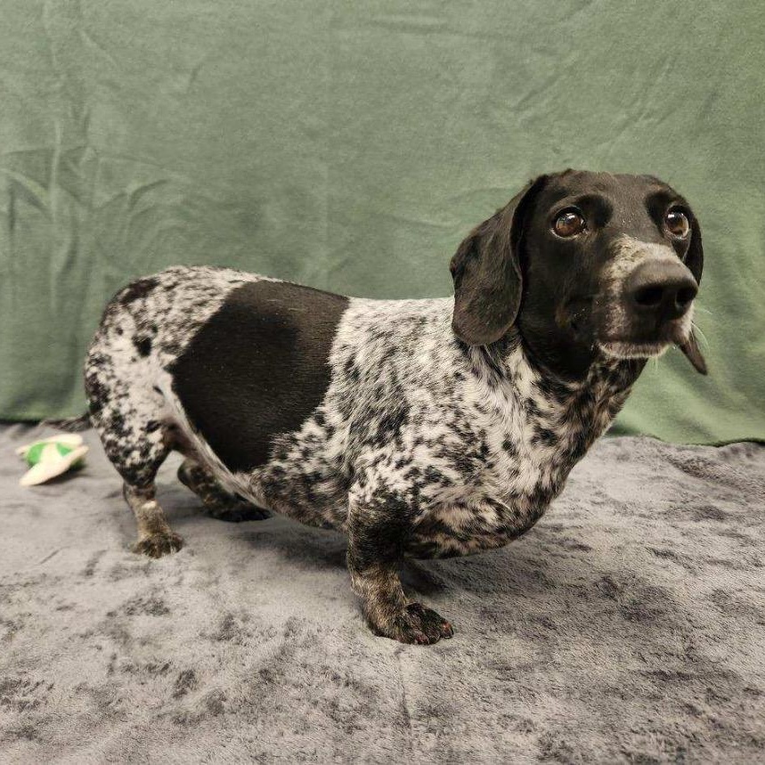 Elliot, ADOPTABLE, Adult Male Dachshund.