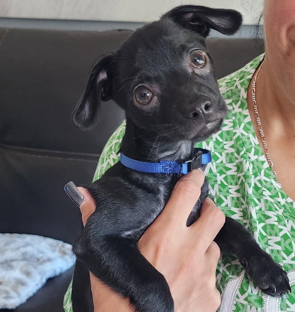 Enlarge ONYX, a Adoptable mixed breed in Palm City, FL image 1/1