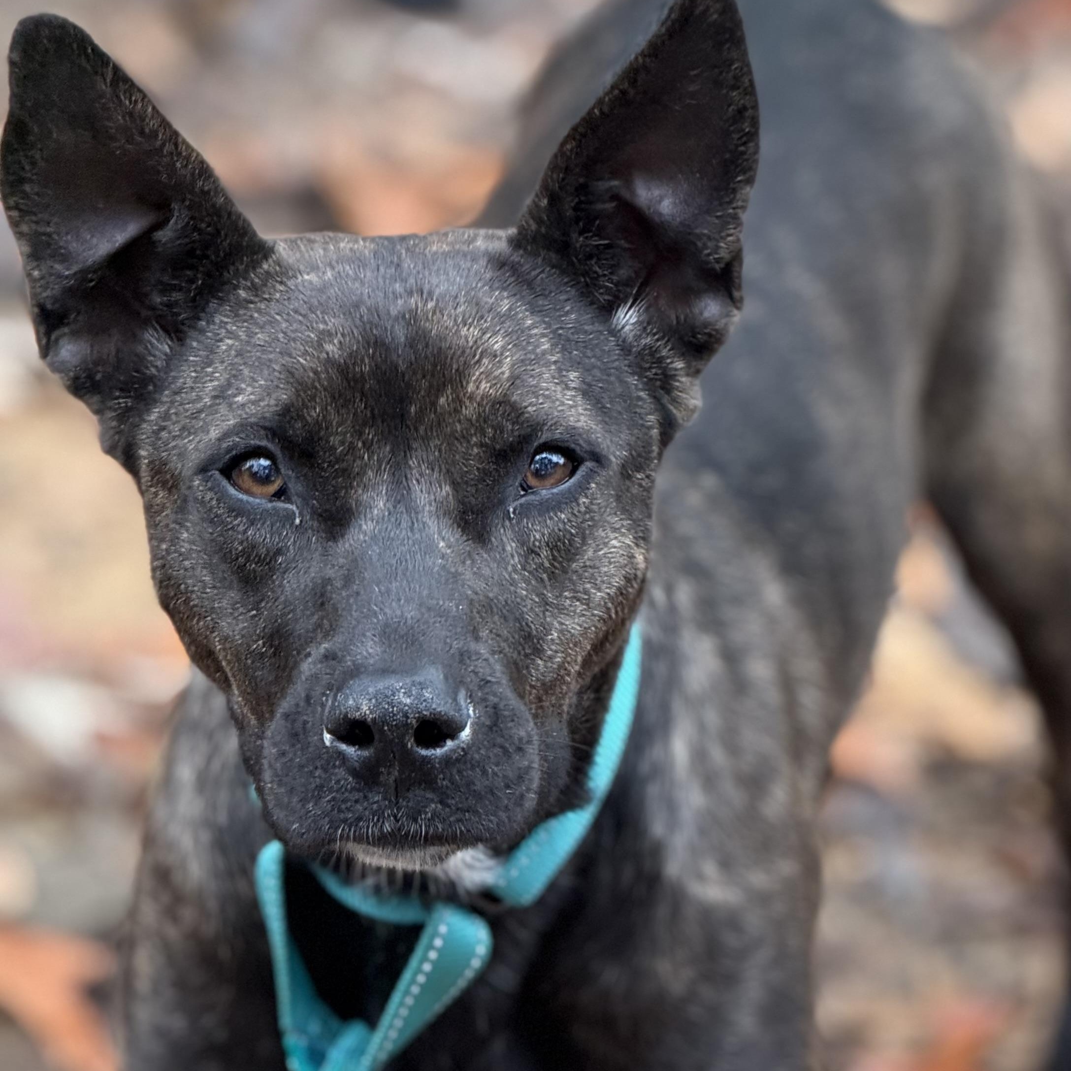 Mica, Adoptable, Adult Female Shepherd.