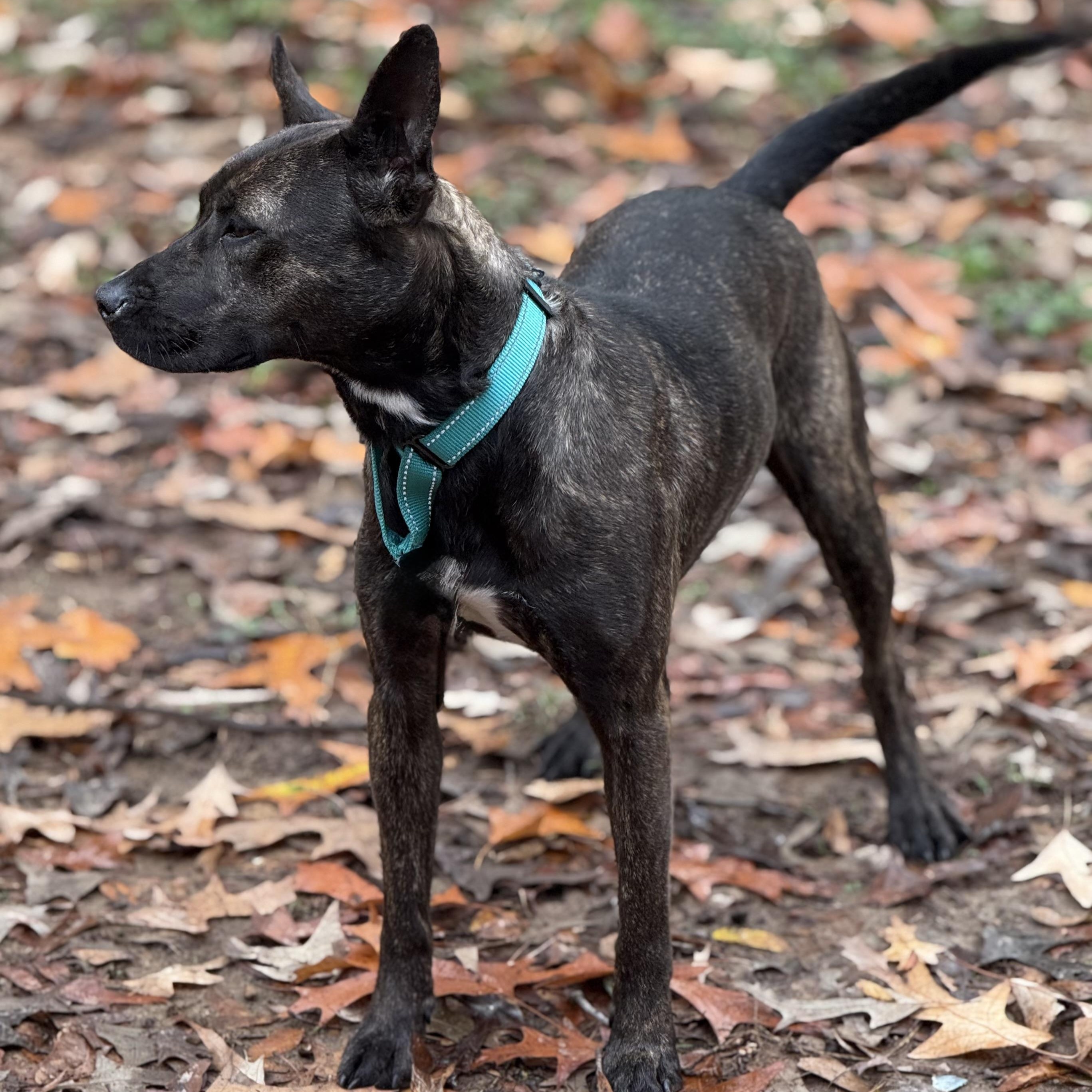 Enlarge Mica, a Adoptable mixed breed in Hagerstown, MD image 2/4