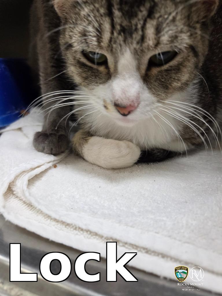Lock, Adopted, Young Male Domestic Short Hair.