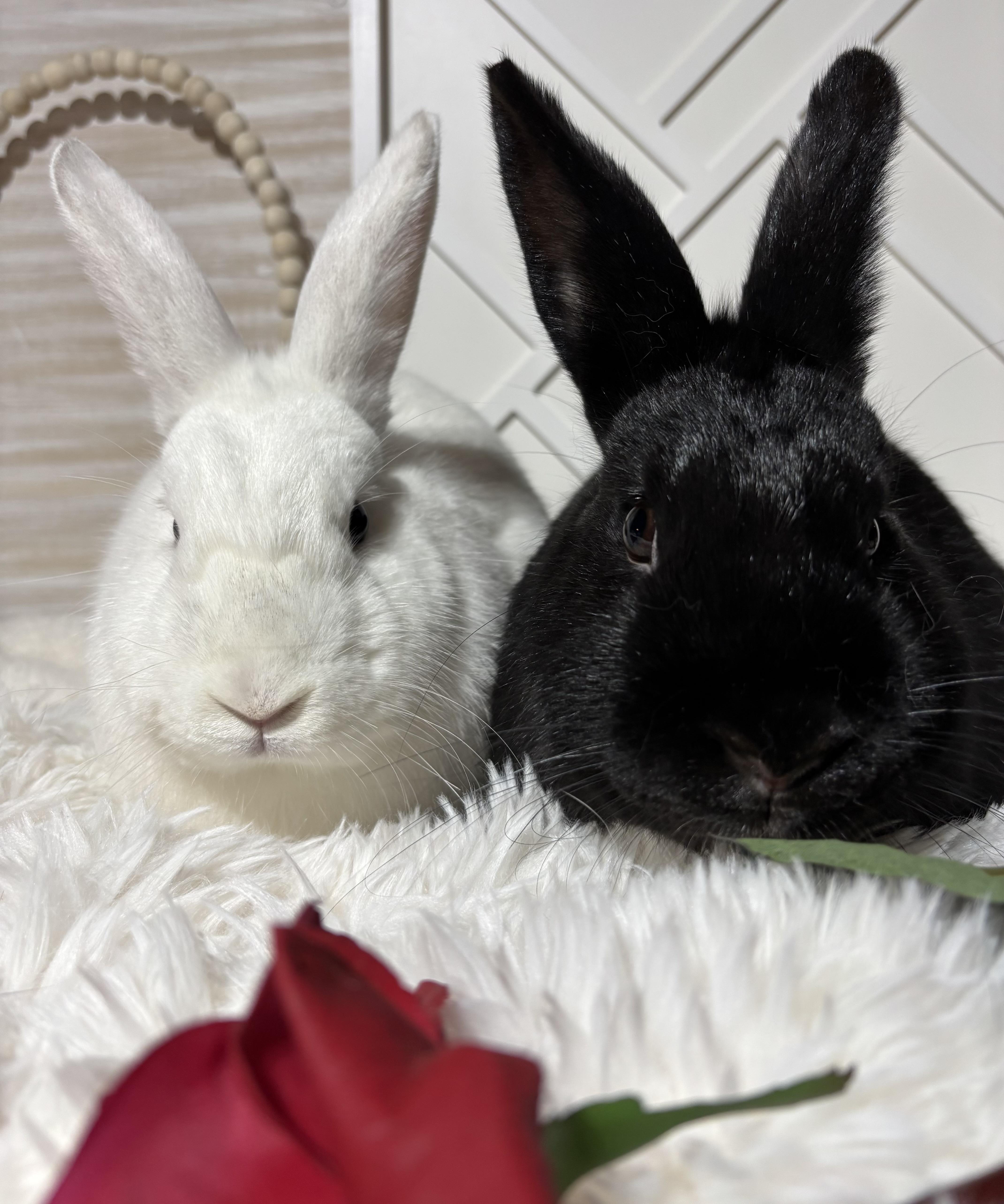 Luna: video!!, a Adoptable American in Edinburg, PA image 5/6