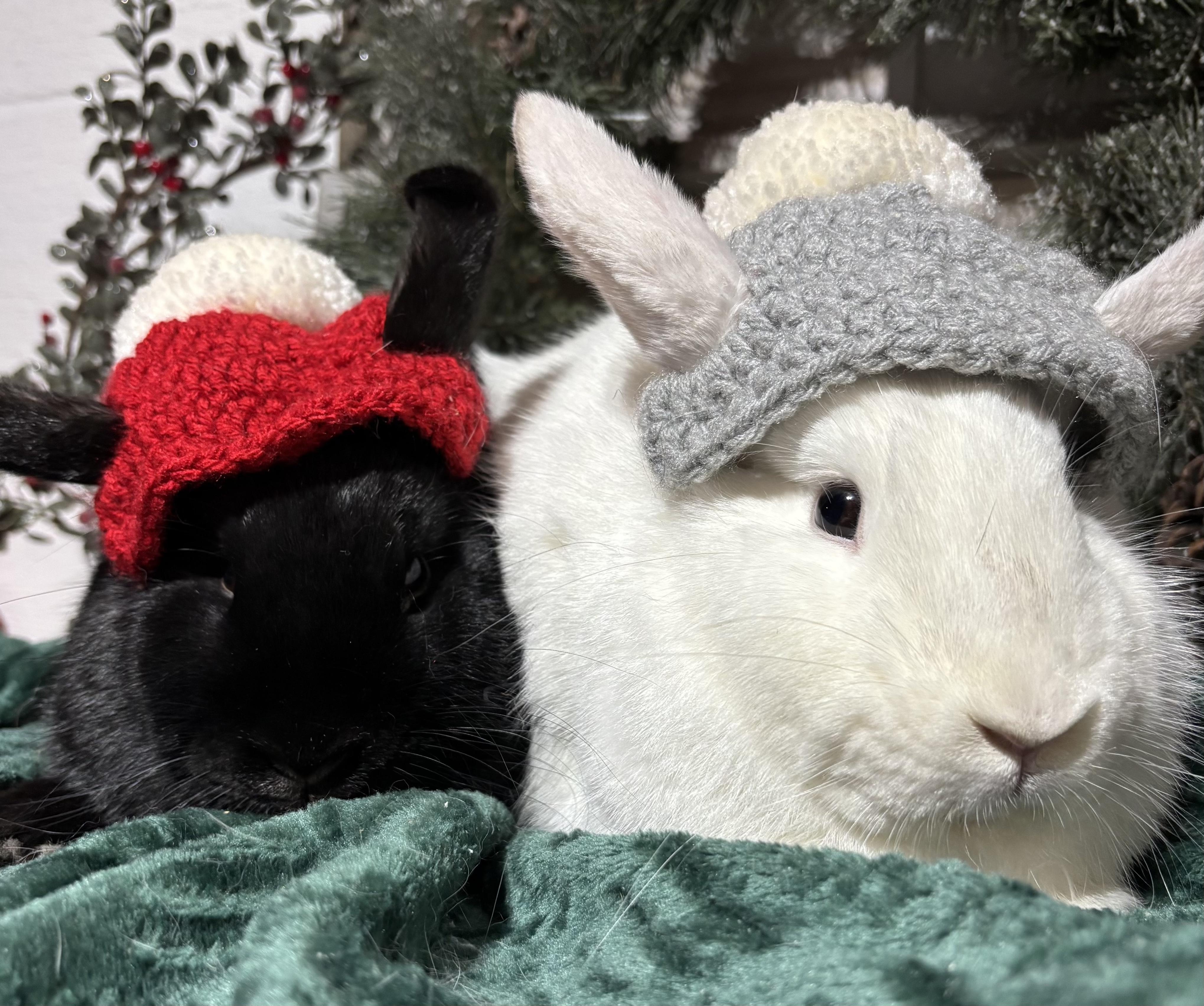 Luna: video!!, Adoptable, Baby Female American.