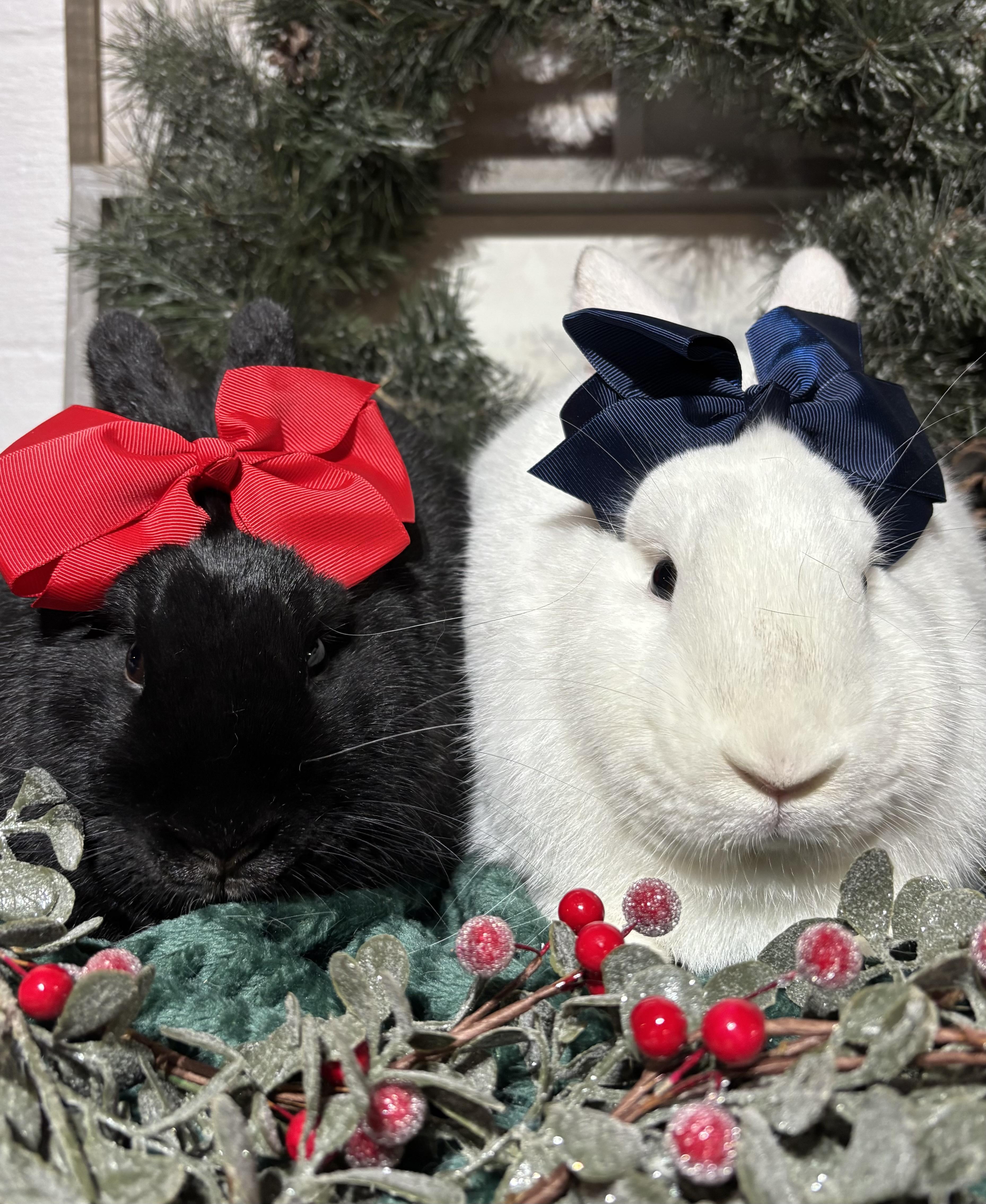 Enlarge Luna: video!!, a Adoptable American in Edinburg, PA image 3/6