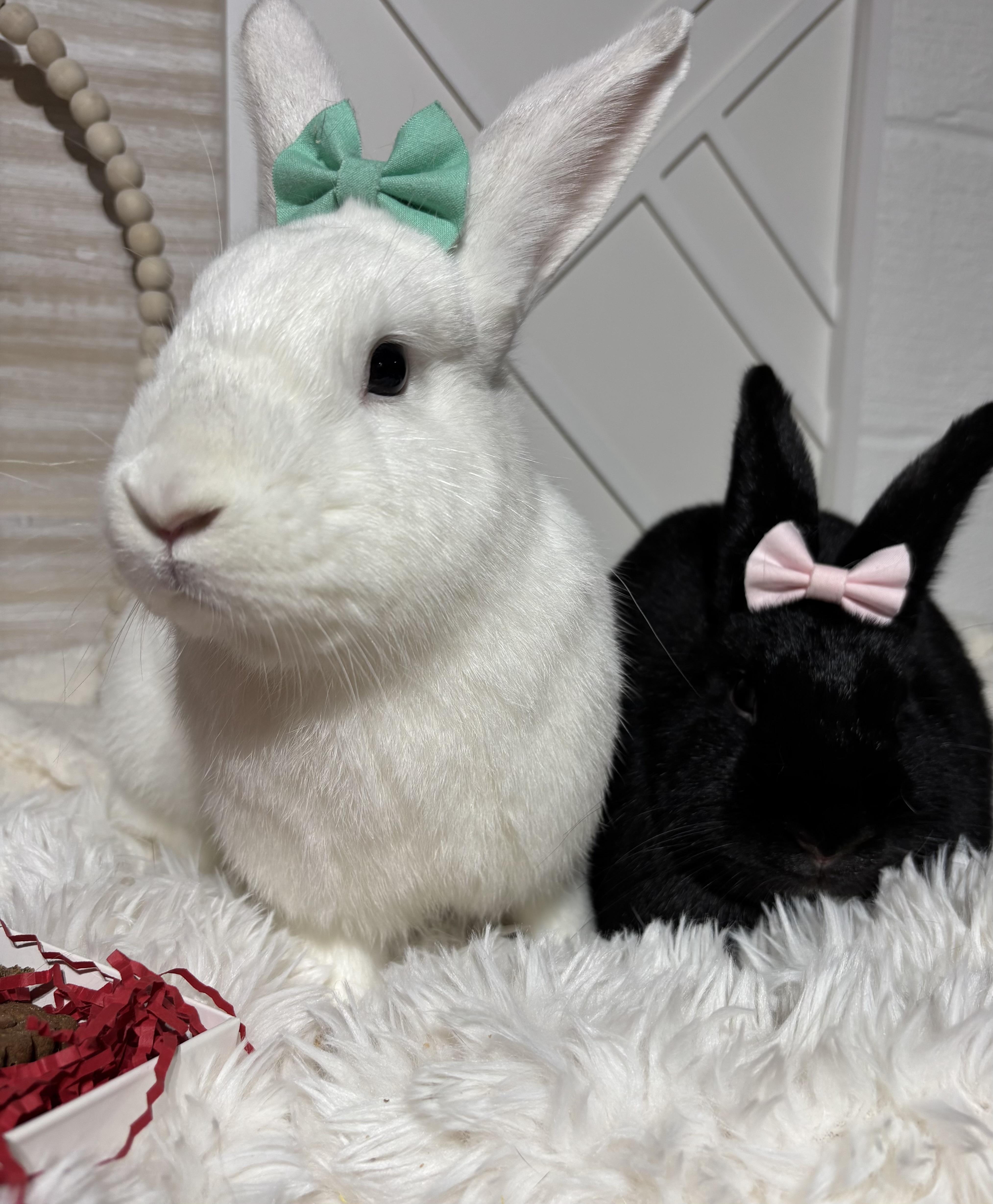 Luna: video!!, a Adoptable American in Edinburg, PA image 4/6