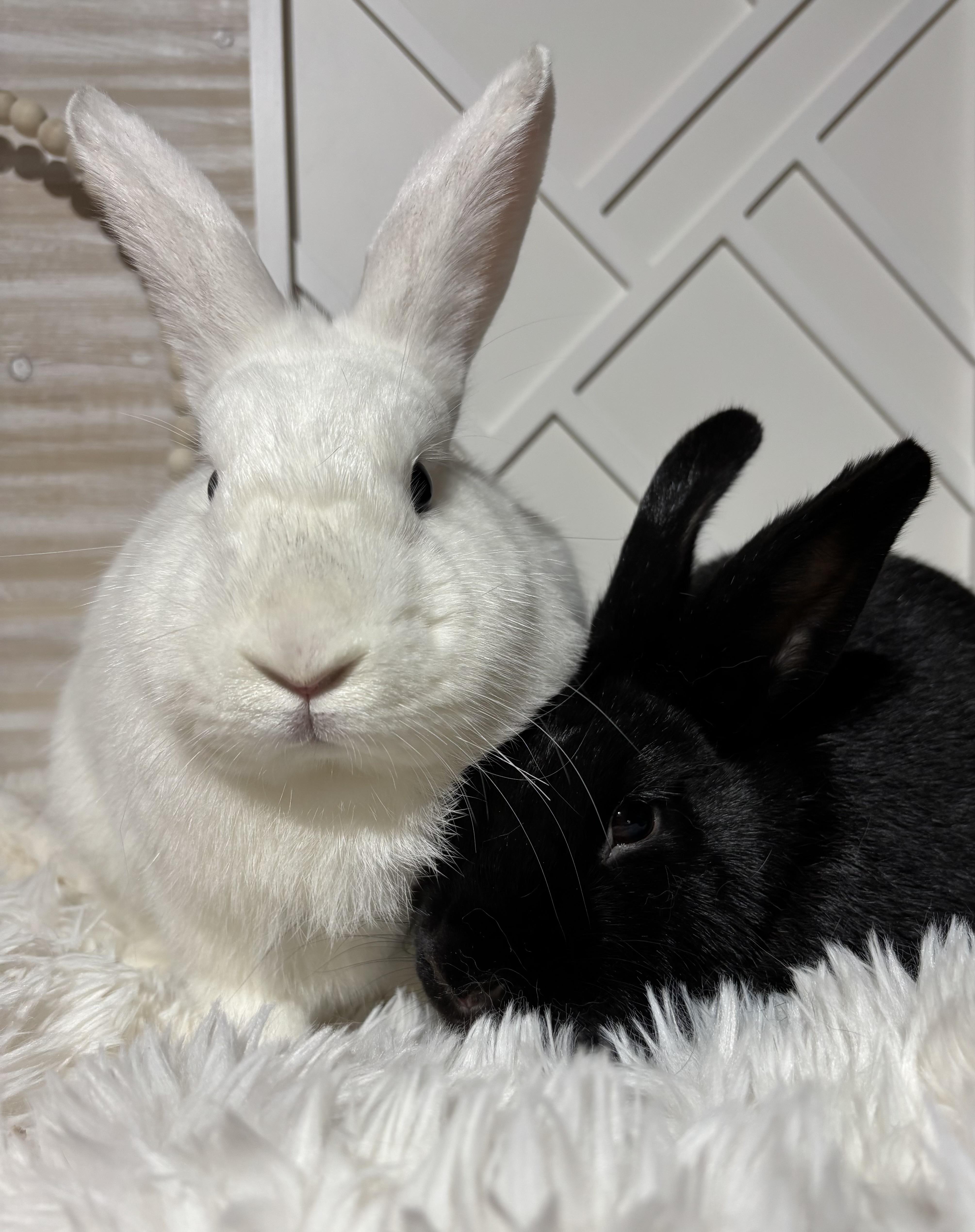 Luna: video!!, a Adoptable American in Edinburg, PA image 6/6