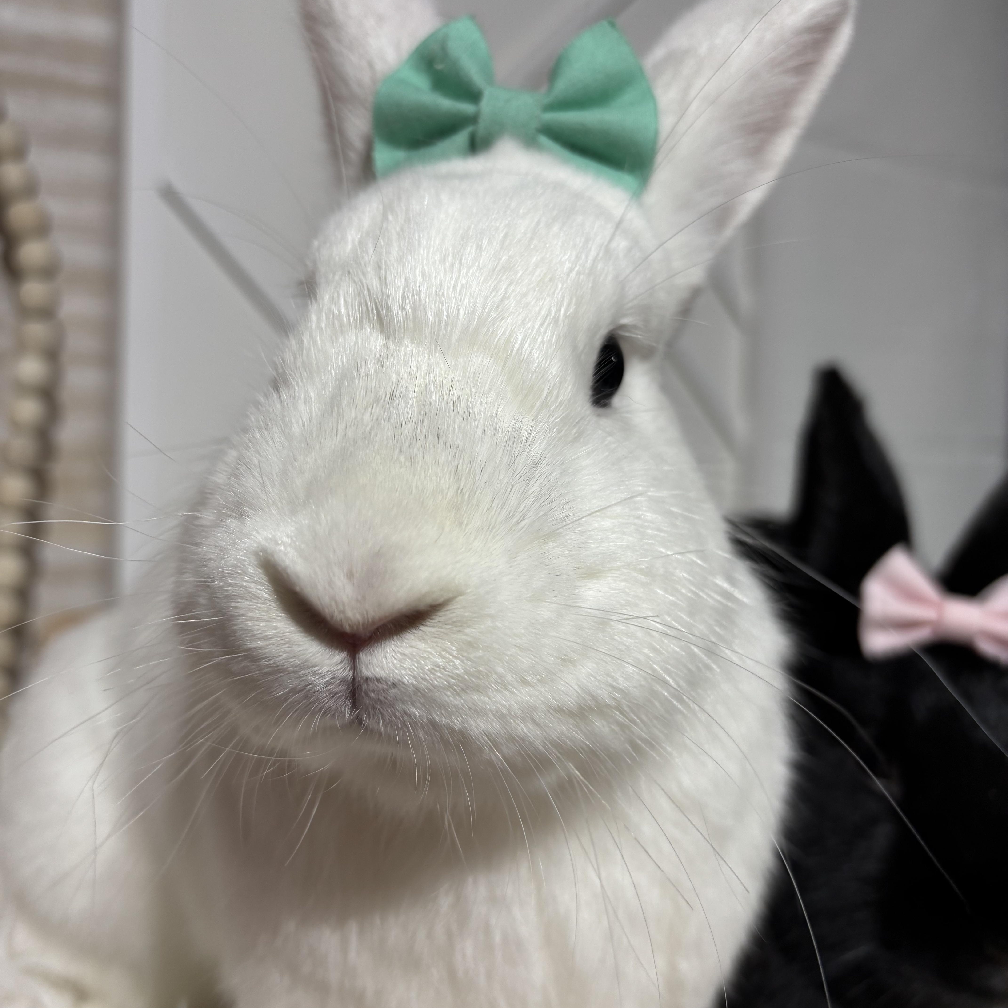 Luna: video!!, Adoptable, Baby Female American.