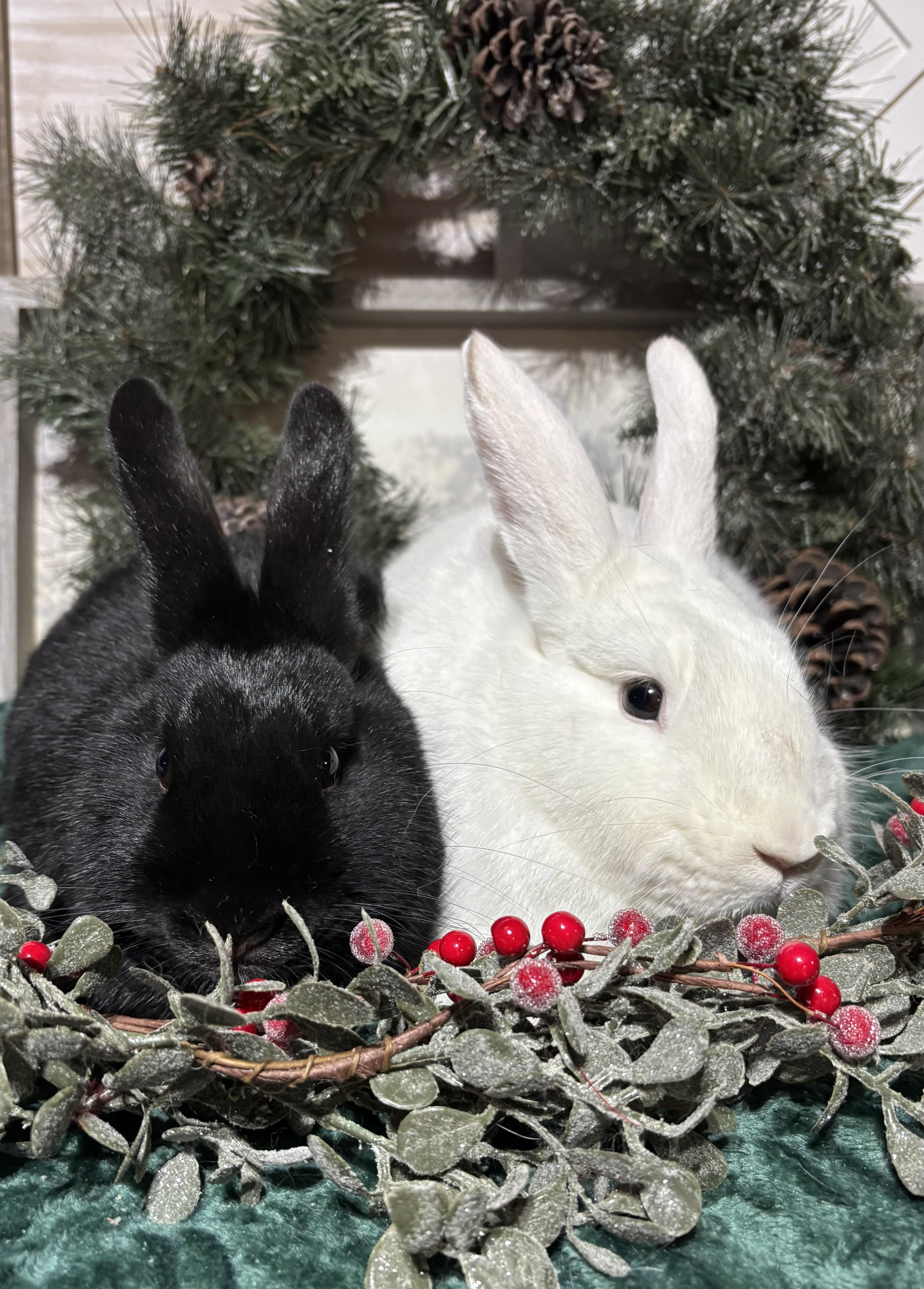 Enlarge Luna: video!!, a Adoptable American in Edinburg, PA image 4/6