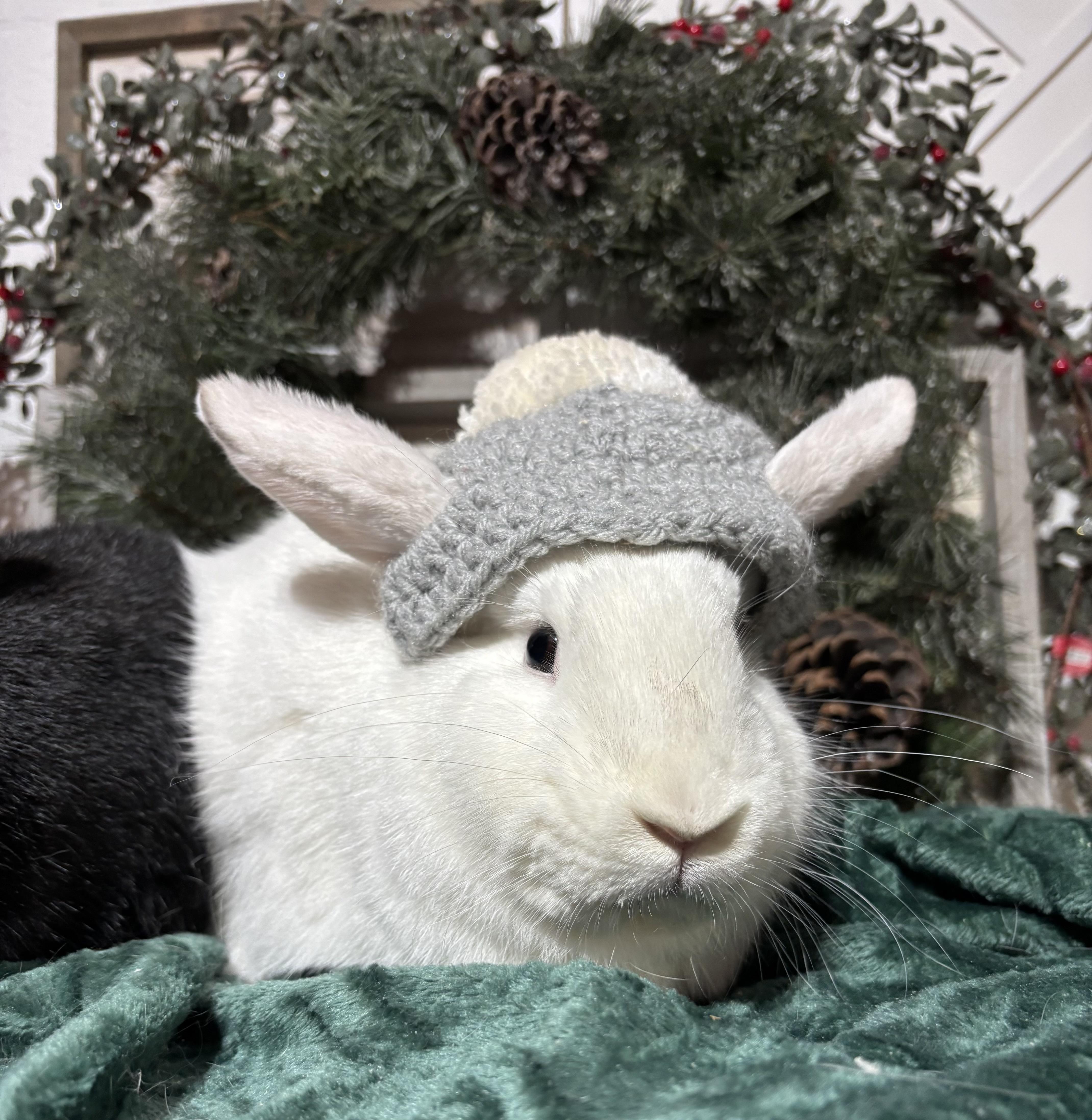 Enlarge Luna: video!!, a Adoptable American in Edinburg, PA image 5/6