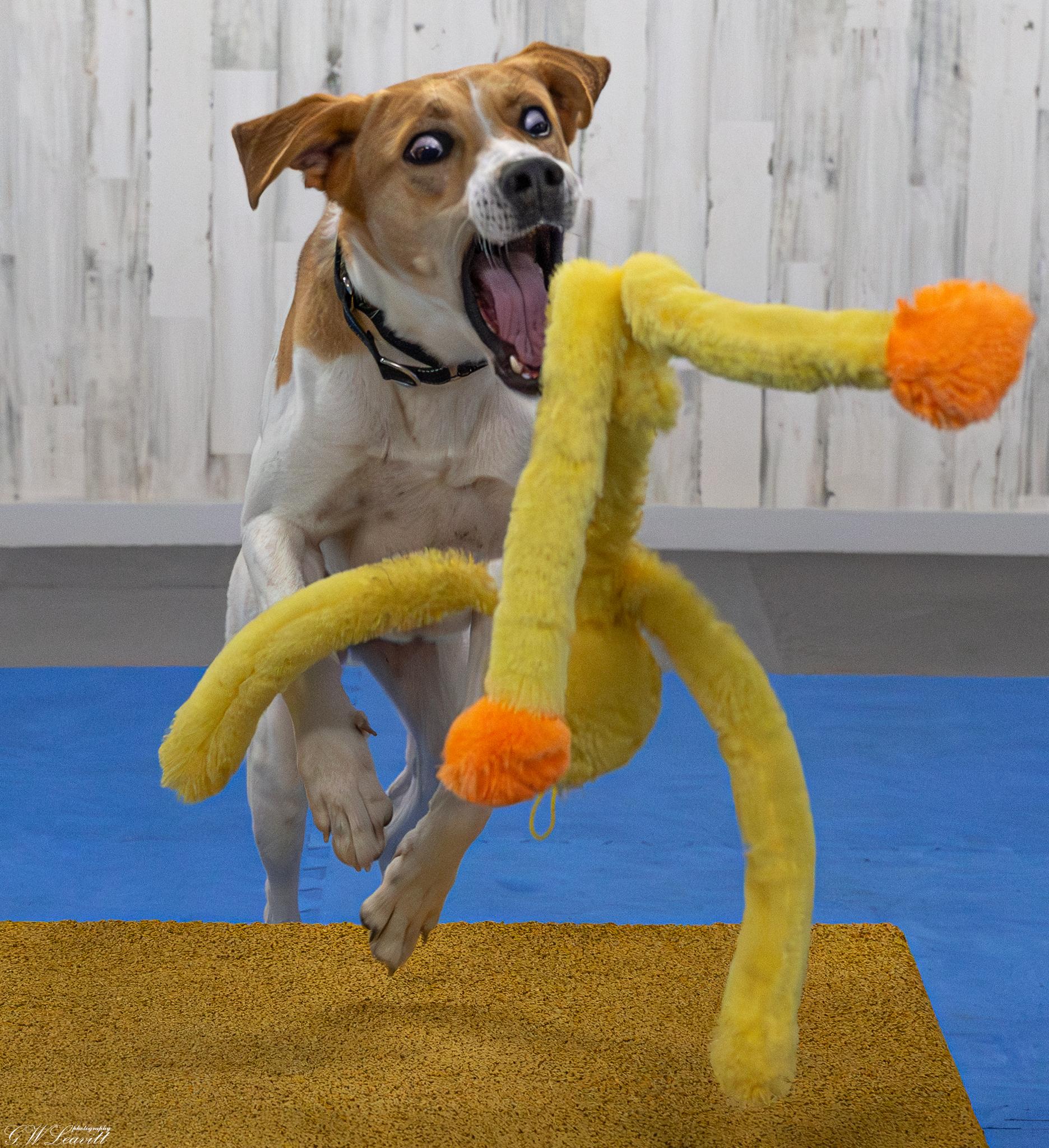 Enlarge Adele , a Adoptable mixed breed in Argyle, NY image 4/6