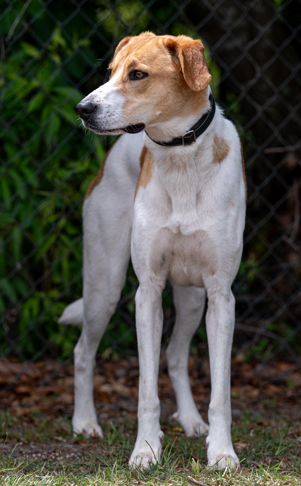 Enlarge Adele , a Adoptable mixed breed in Argyle, NY image 2/6