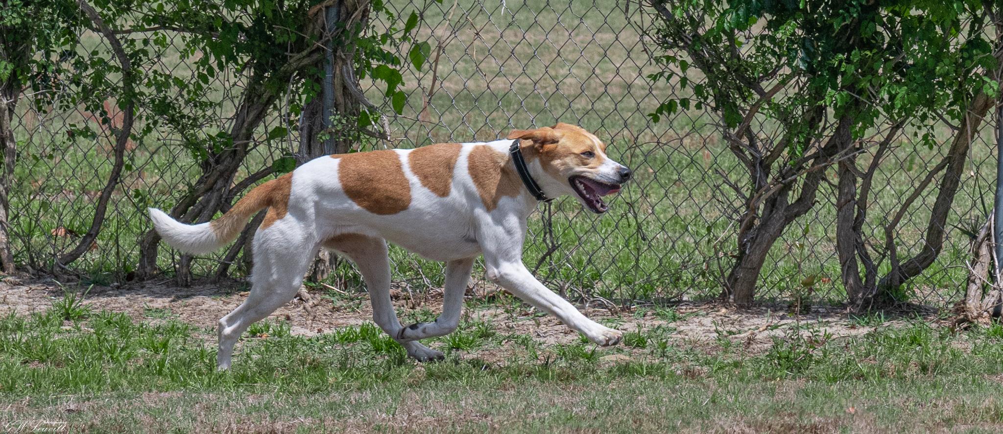 Enlarge Adele , a Adoptable mixed breed in Argyle, NY image 3/6