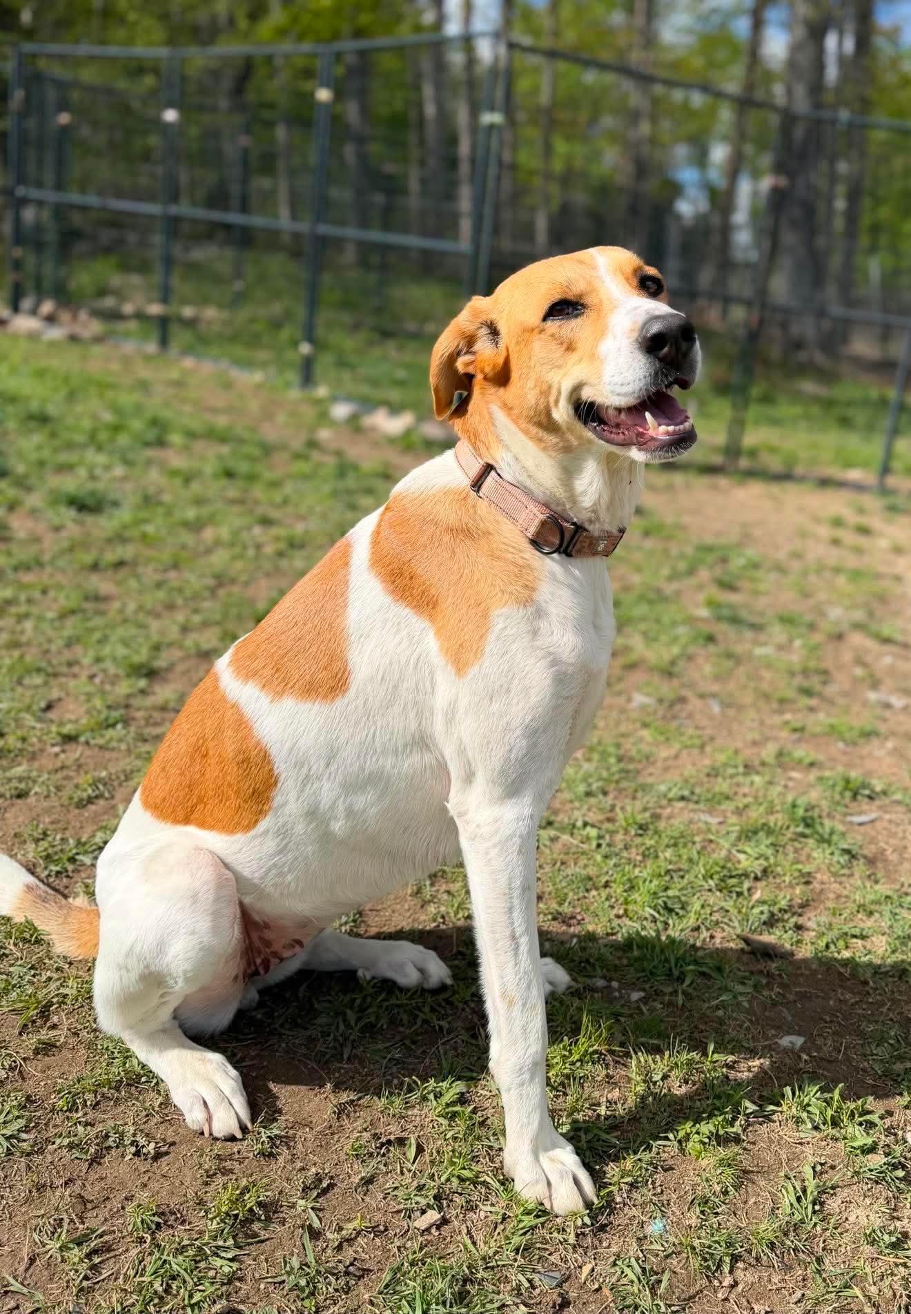 Enlarge Adele , a Adoptable mixed breed in Argyle, NY image 5/6