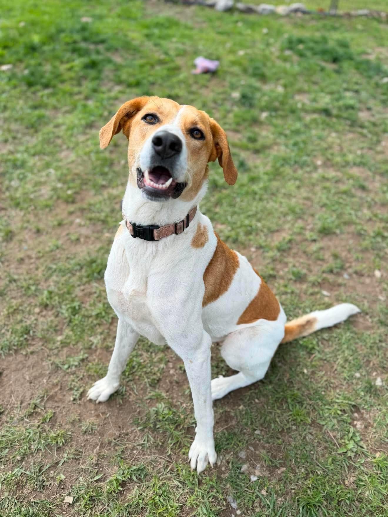 Adele , Adoptable, Young Female Hound.