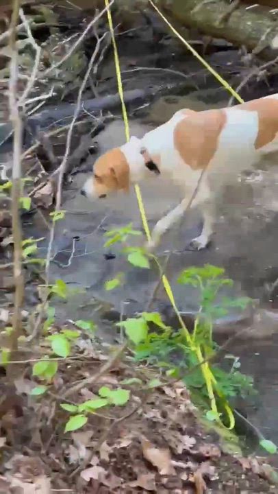 Enlarge Adele , a Adoptable mixed breed in Argyle, NY video 6/6