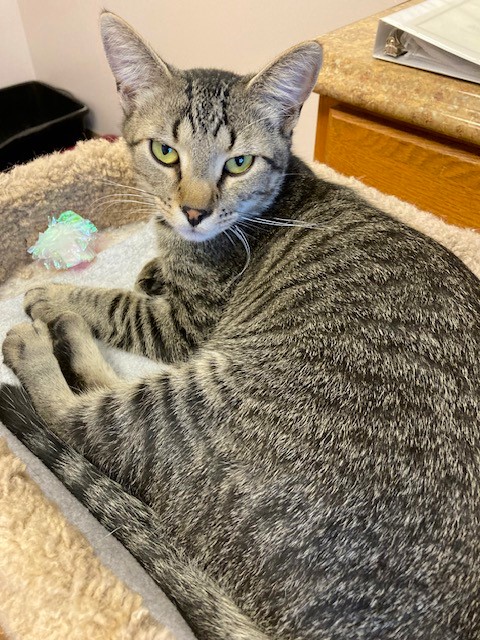 Cat for adoption - Bryce, a Domestic Short Hair in Medina, OH | Petfinder